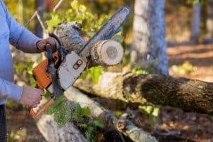 Man is cutting trees with chainsaw
