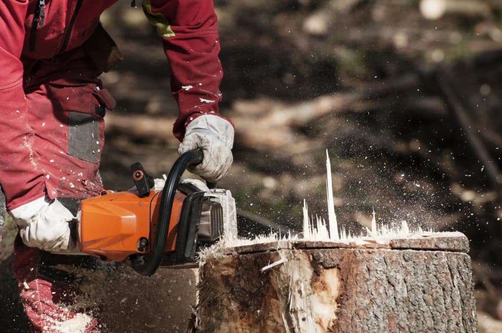 worker cutting the stump