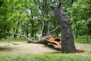 Fallen tree after a storm