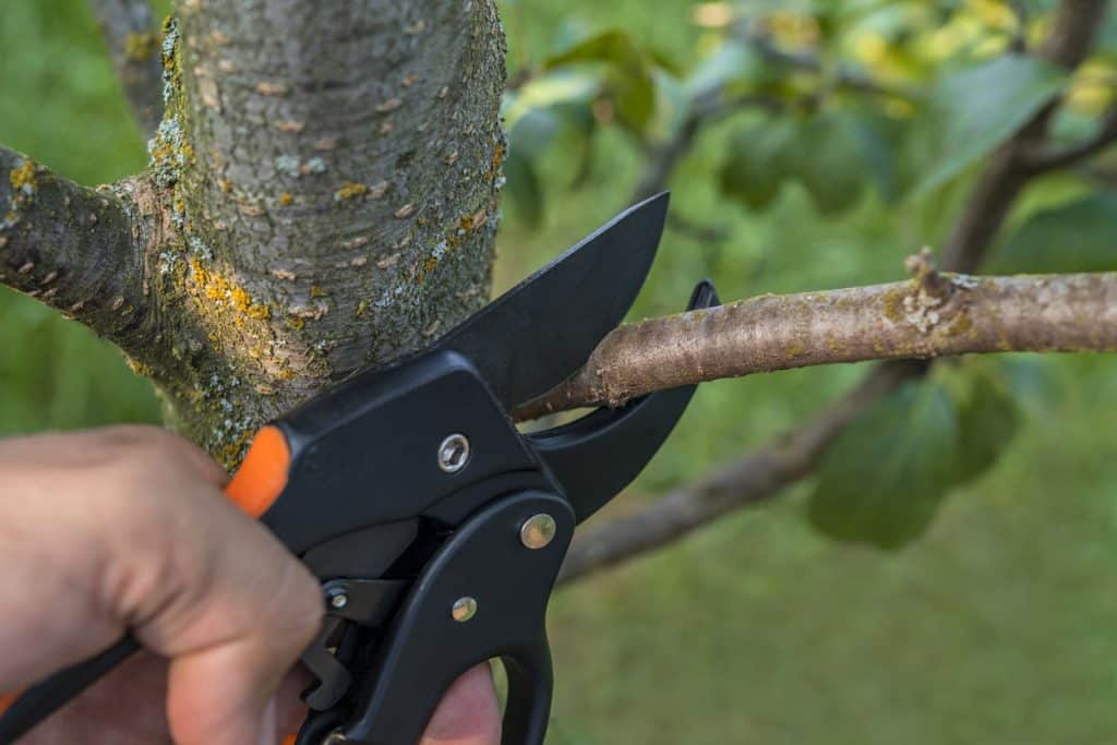 Gardener pruner shears