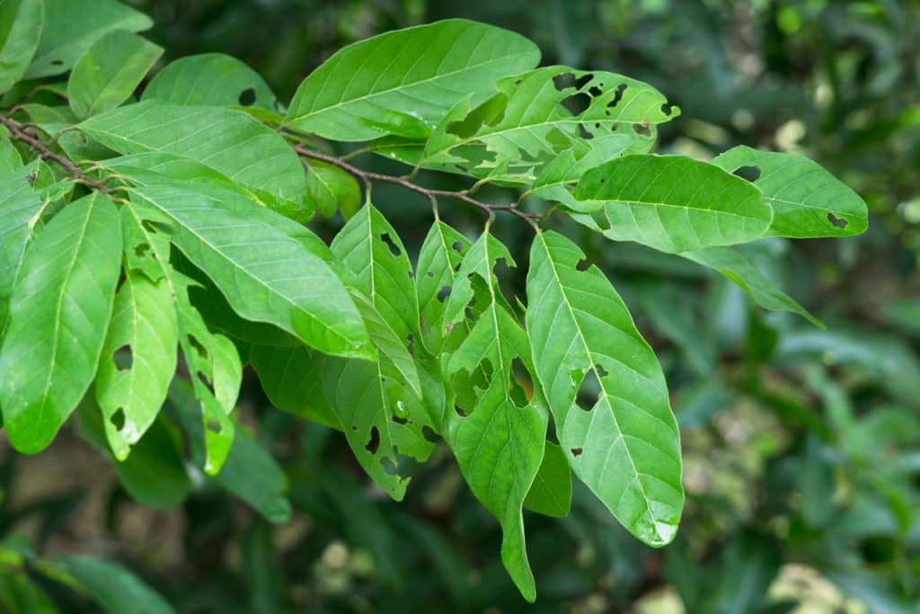 Green tree leaves with numerous holes and damaged areas, showing signs of insect or pest feeding.